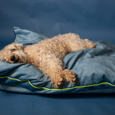 Najbolji Krevet za pse protiv anksioznosti tokom praznika