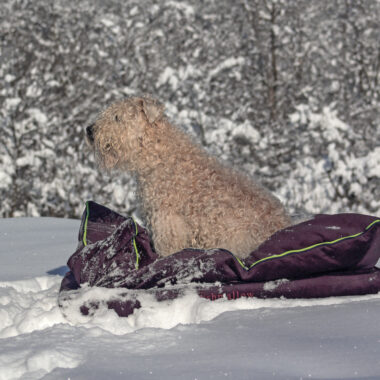 Zimska idila bez briga: Zašto je izbor kreveta ključan za zdravlje vašeg psa (i vaš mir)